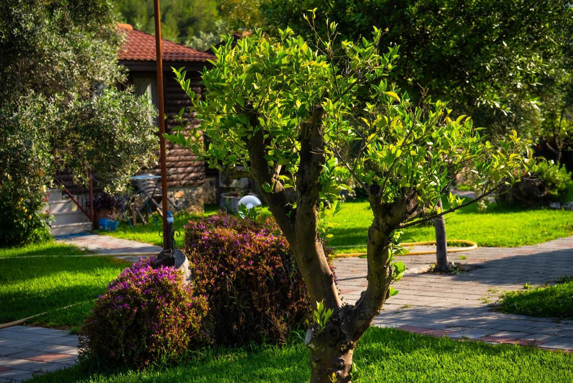 Defne Olive Gardens, Koca Calis, Fethiye - Previously Defne Pansiyon Exterior foto